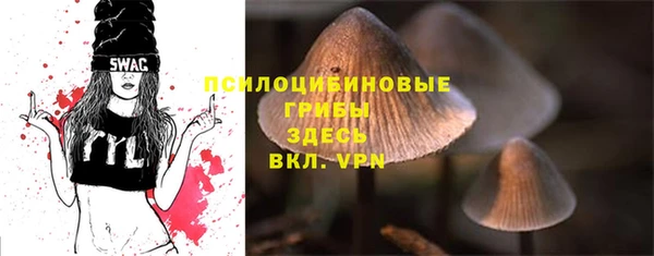 стаф Новокубанск